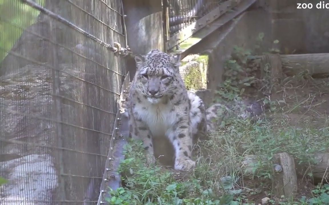 多摩动物园 慵懒的雪豹 pt.40