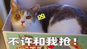 用假小手摸猫咪 猫会有什么反应 猫 一脸蒙圈 哔哩哔哩 つロ干杯 Bilibili