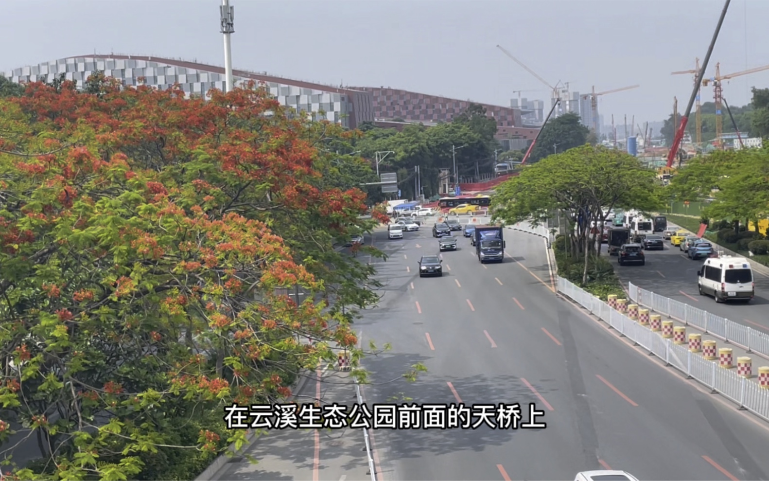 一天踩了两个雷,凤凰花没全开,云溪生态公园暂停开放哔哩哔哩bilibili