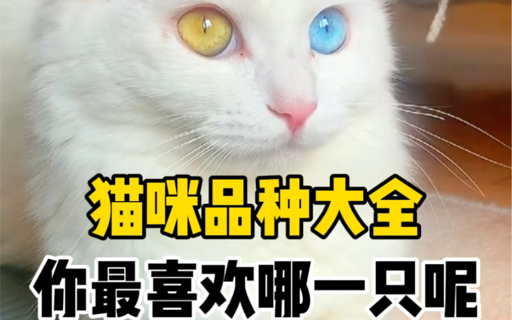 猫咪品种大全,你还知道哪些呢?哔哩哔哩bilibili