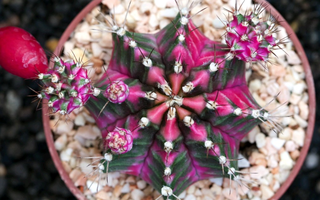 泰国普卡妈妈锦球介绍