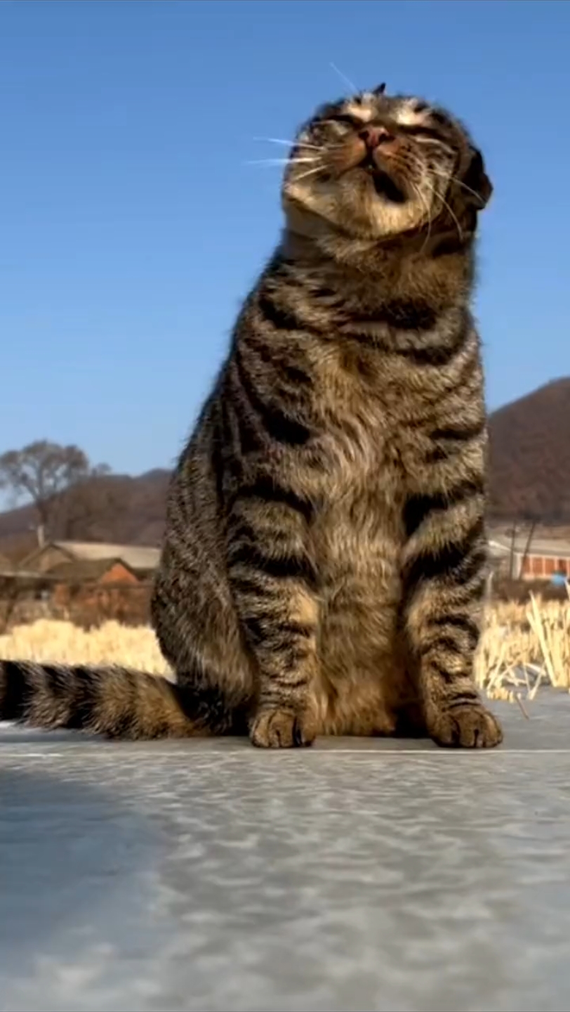 霸气侧漏#狸花猫 #招财猫 #小猫咪的侧颜杀 #中华狸花猫