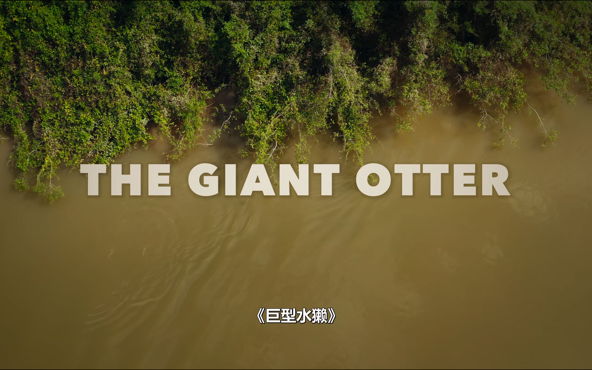 【4K&HDR】巨兽/大动物大不易巨型水獭Big.Beasts.S01.The.Giant.Otter哔哩哔哩bilibili