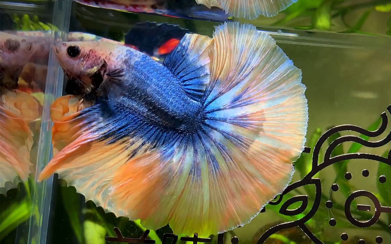 三鳍一线的完美比例 蓝染黄蜡彩如此有魅力 【泰国斗鱼】【半月斗鱼】