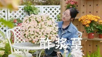 Download Video: 爆花机器酢浆草，轻松开花小半年