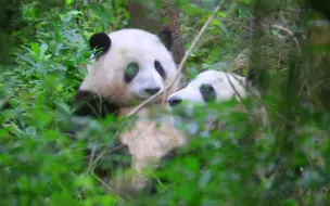 Скачать видео: 陪伴~ 一大早姐弟俩坐在灌木丛里，一个啃树枝，一个磕牙牙掏兜兜。。【大熊猫和花、和叶】