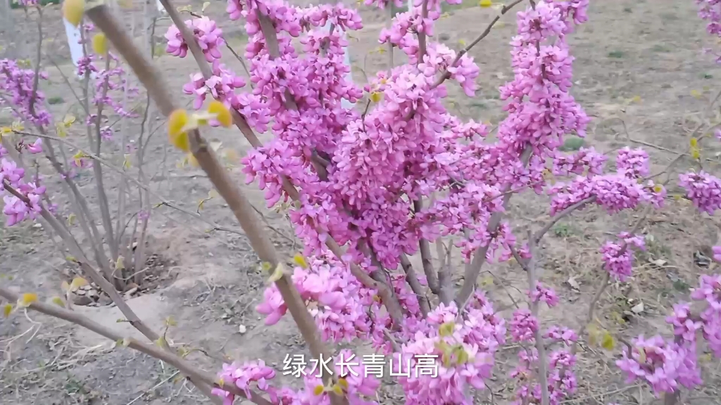 [图]春暖花开。百花争艳。享受大自然的美景