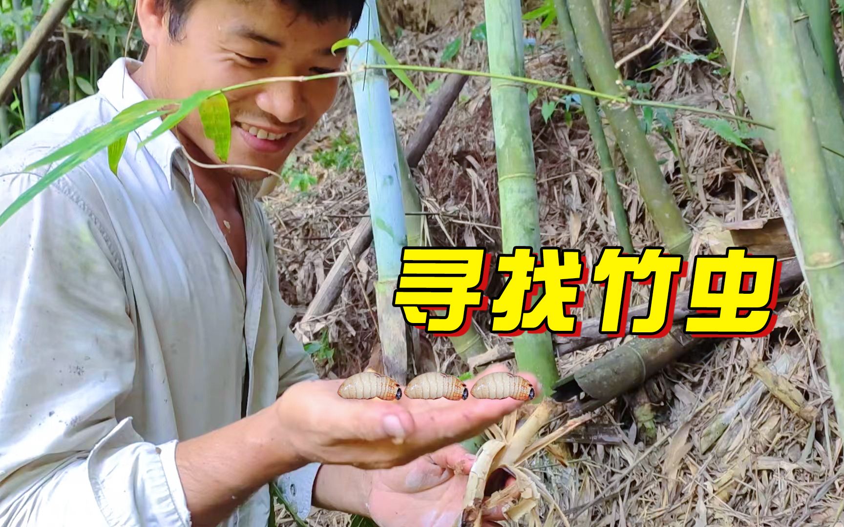 七月竹笋疯长，正是吃竹虫的好季节，抓点回家煎叭煎叭，配上地稔酒，一天的疲惫瞬间消散！