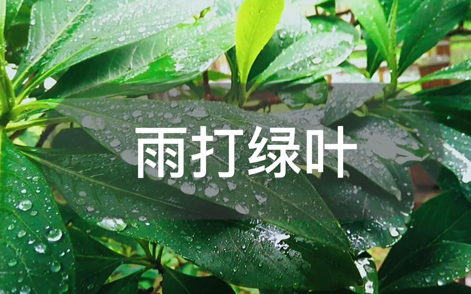 [图]【雨中即景|白噪音】雨打绿叶