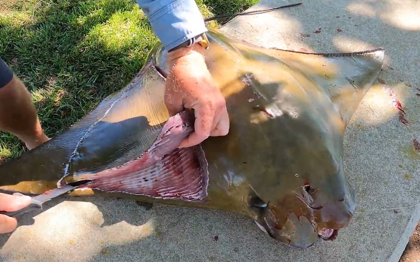 【怪鱼猎人】弗吉尼亚海钓喜中世界上最奇怪的鱼之----牛鼻魟鱼,然后