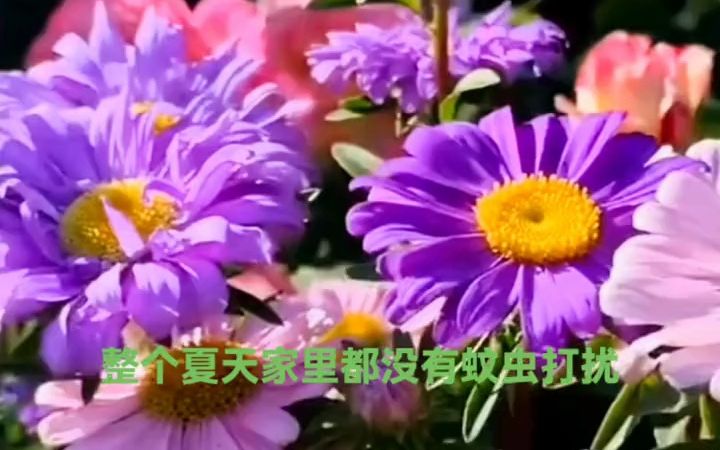 除虫菊种子,花期超长,气味芬芳怡人,夏季除虫驱蚊效果好,可盆栽地栽哔哩哔哩bilibili