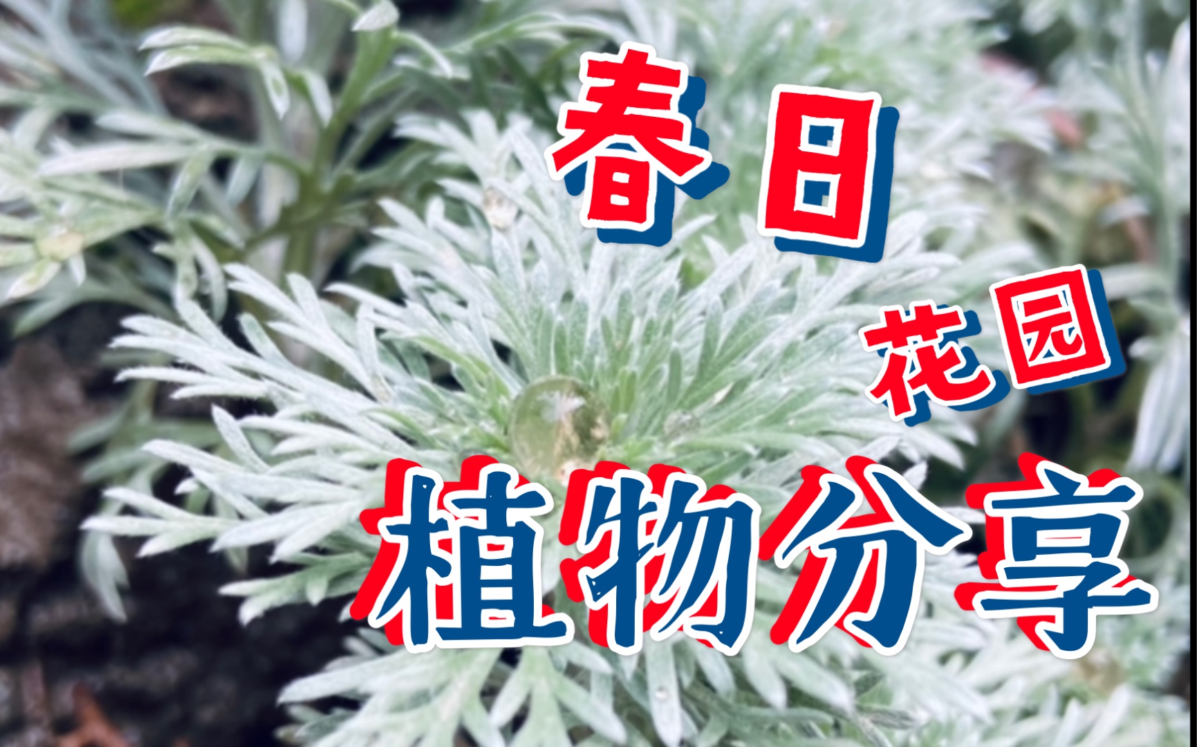 [图]春日花园植物分享