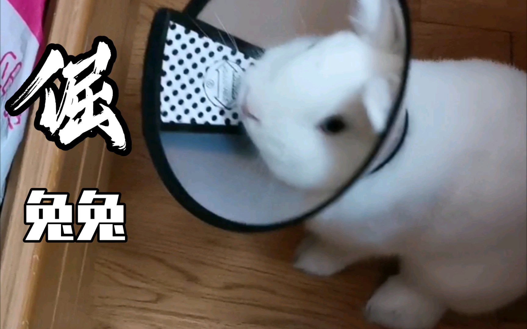 【兔子】团子的耻辱时刻～开始试戴伊丽莎白圈啦07_>`