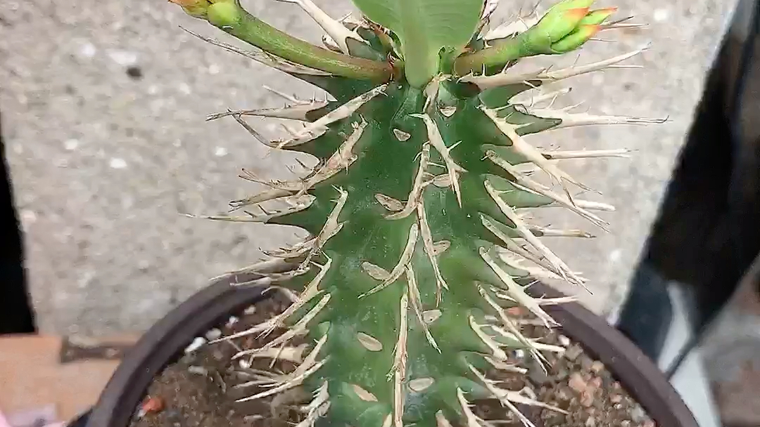 大戟科 喷火龙 阳台 多肉园艺绿植盆栽 一物一拍