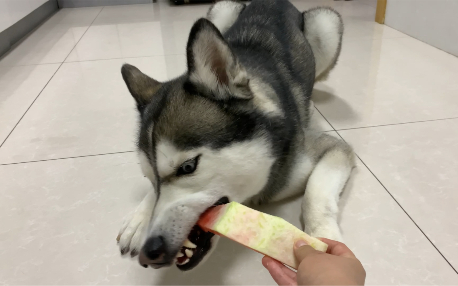 哈士奇吃西瓜大家都知道,哈士奇它吃瓜皮大家知道吗?