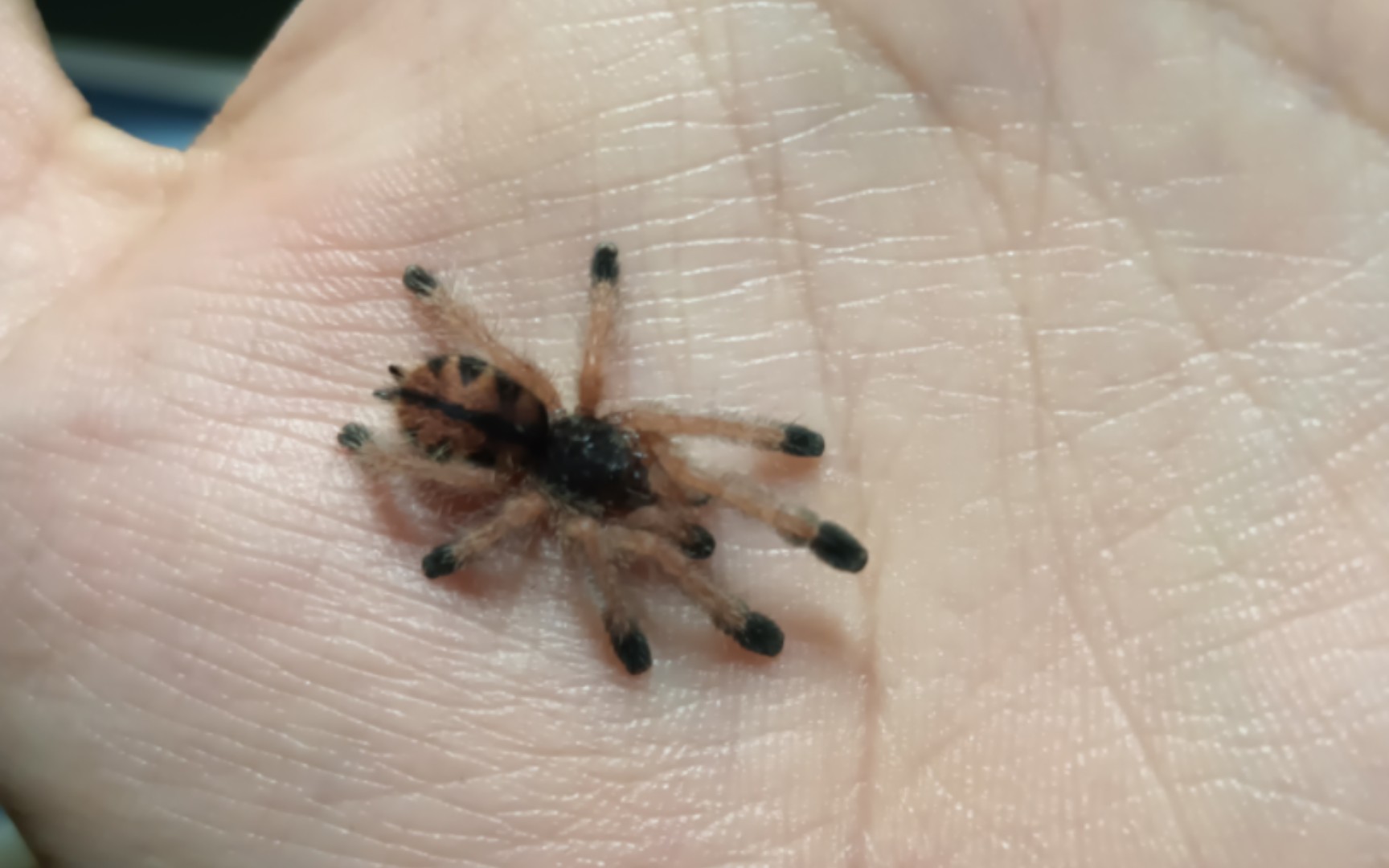 巨人圭亚那粉趾捕鸟蛛