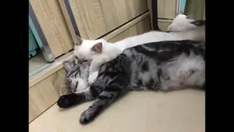 记录 鱼丸和苍苍收到心爱的老板椅 哔哩哔哩 Bilibili