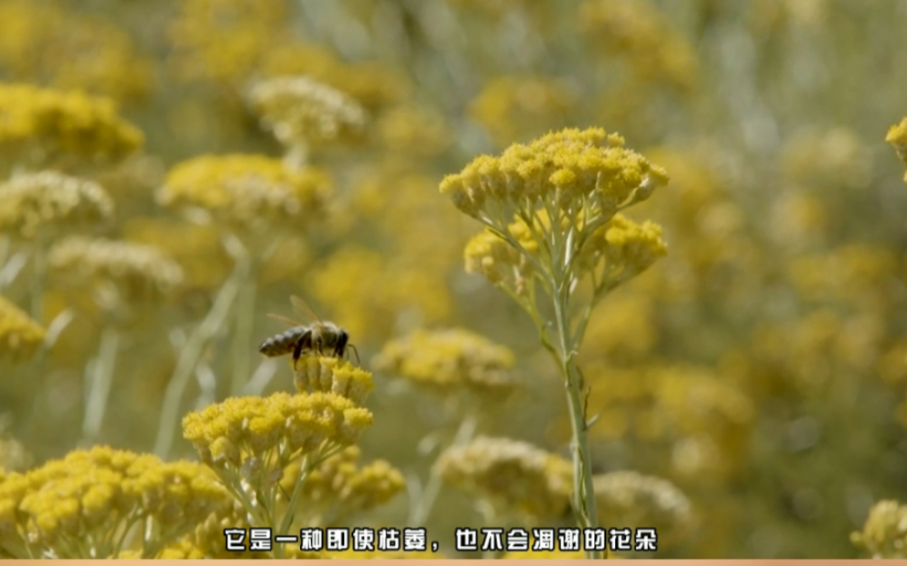 [图]植物小太阳-永久花