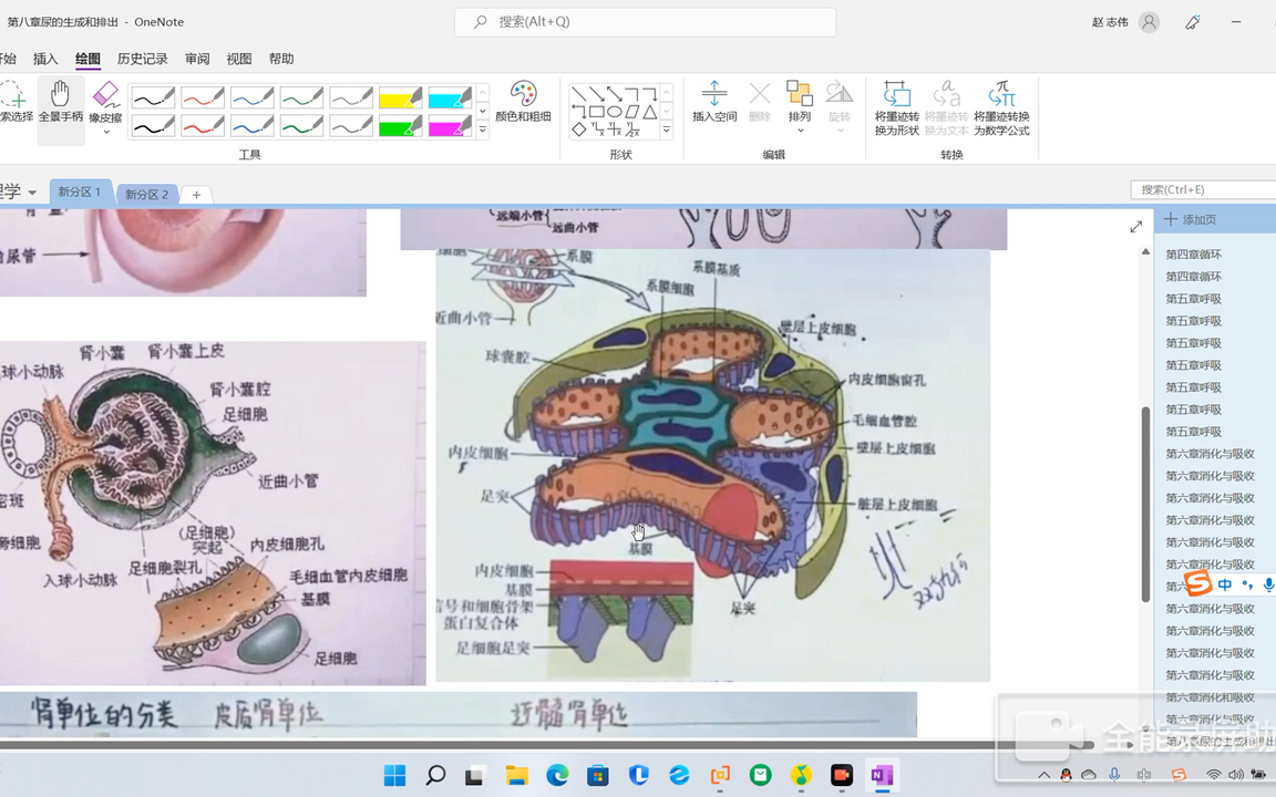 [图]生理学打基础：五分钟掌握肾的解剖，肾小体，肾小球，肾小管，滤过膜原来长这样