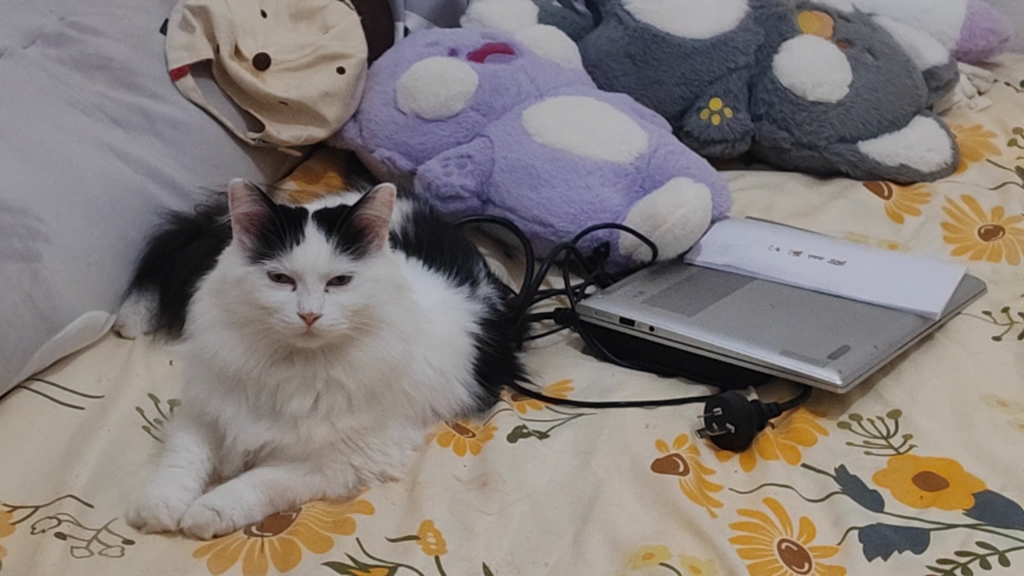 猫猫(猫猫祟祟)