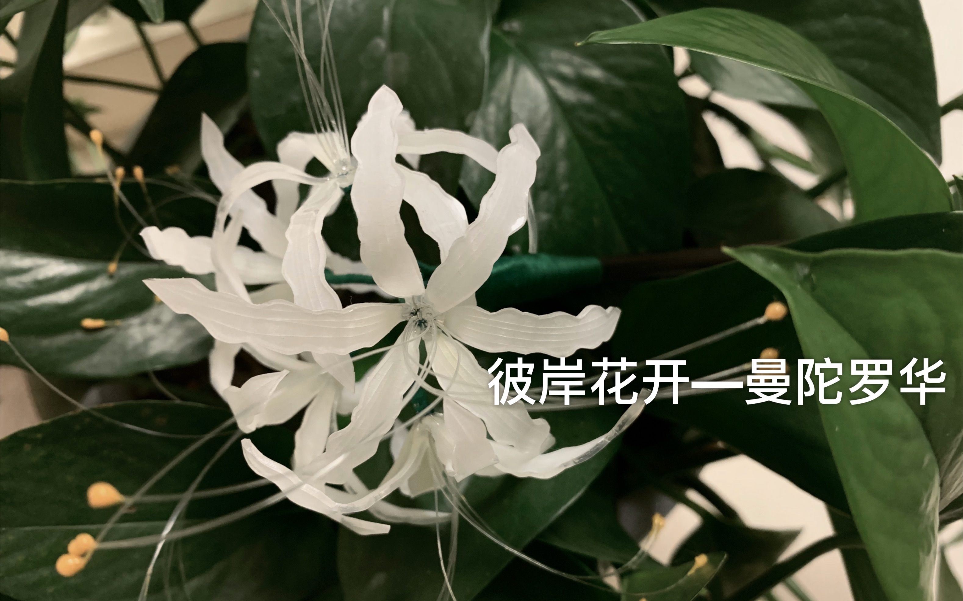 热缩片彼岸花开白色彼岸花天堂的来信曼陀罗华