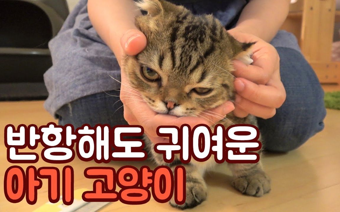 【creamheroes-7只猫和人类】lulu是只讨人喜爱的小可爱_哔哩哔哩 (゜