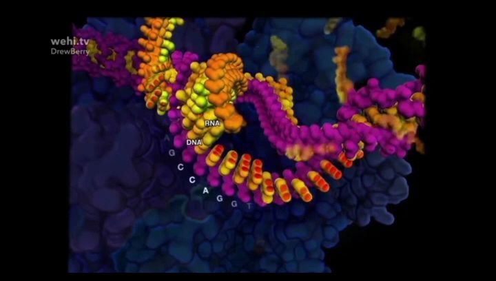 [图]【3D动画】高质量DNA动画演示全集[已汉化]