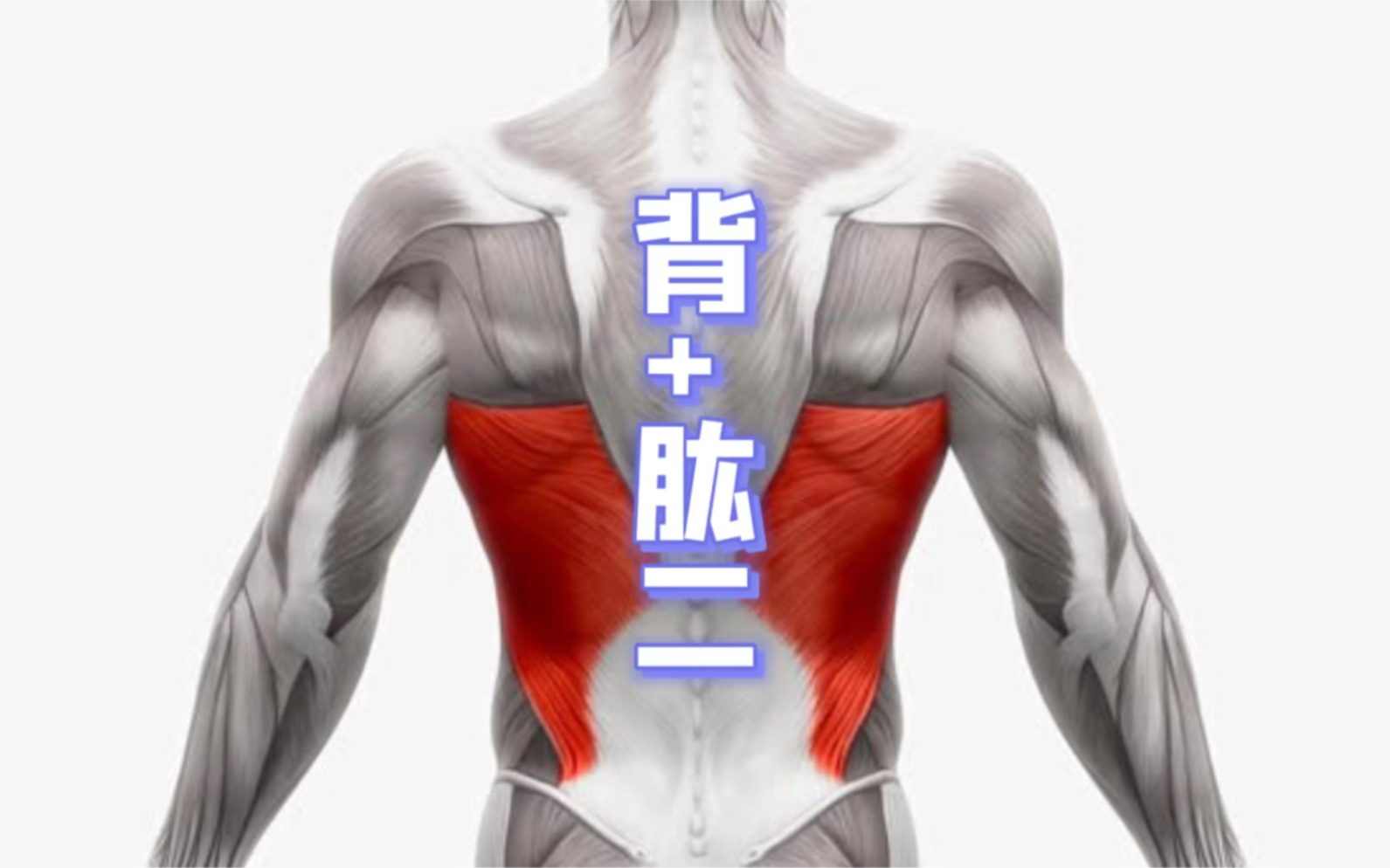 明天练什么?背 肱二头肌训练计划