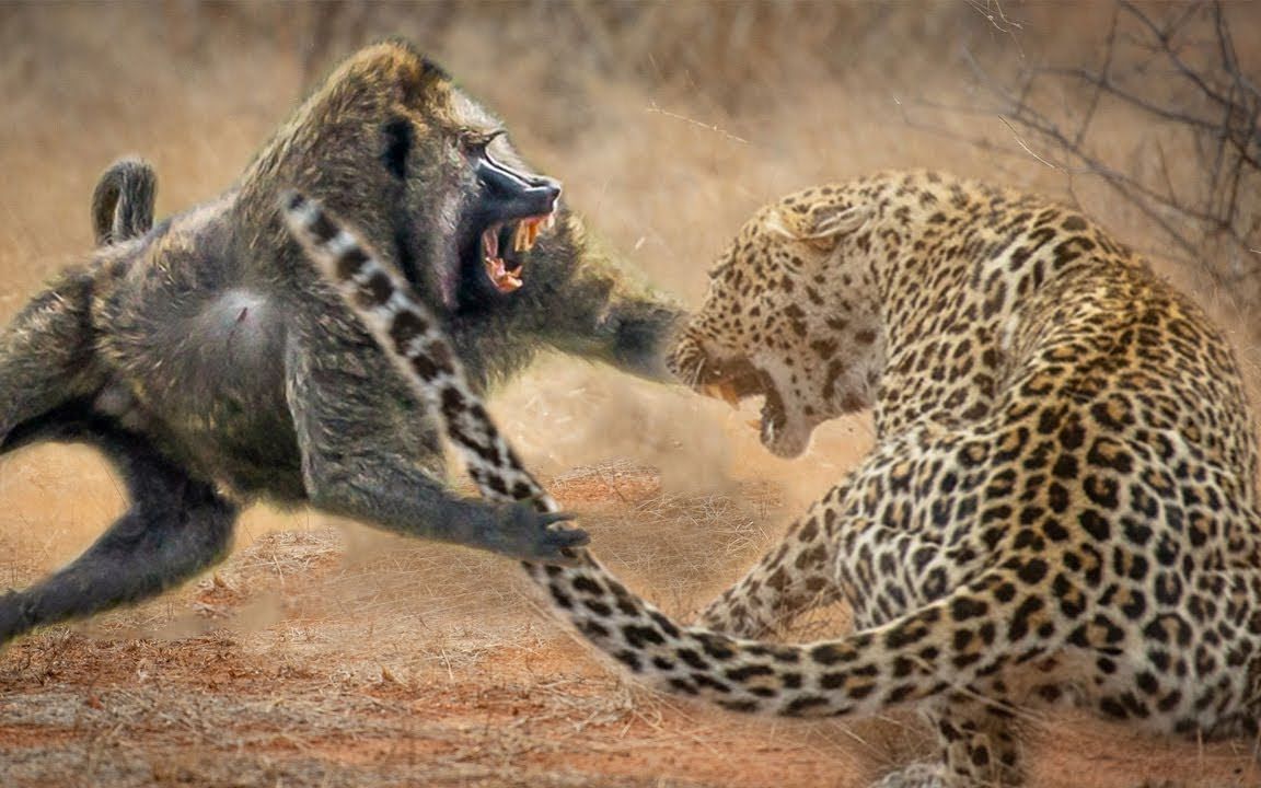 惊人的狒狒反击狮子豹野生动物战斗至死