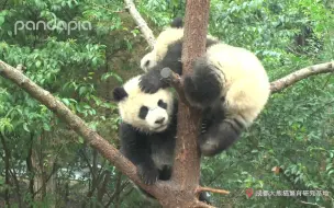 Скачать видео: 不可以打扰我妹妹睡觉！哥，你已经把我吵醒了！