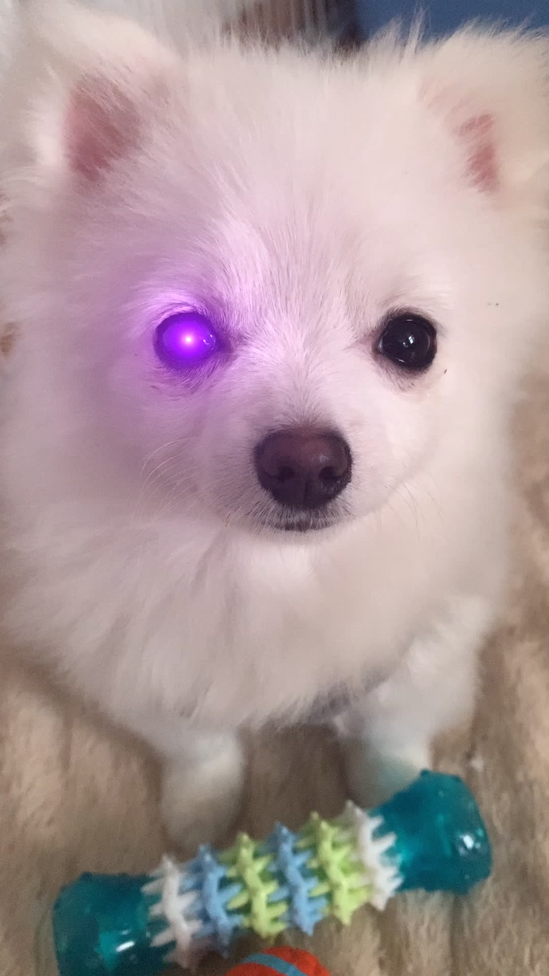 狗狗狗 眼睛发光_哔哩哔哩_bilibili