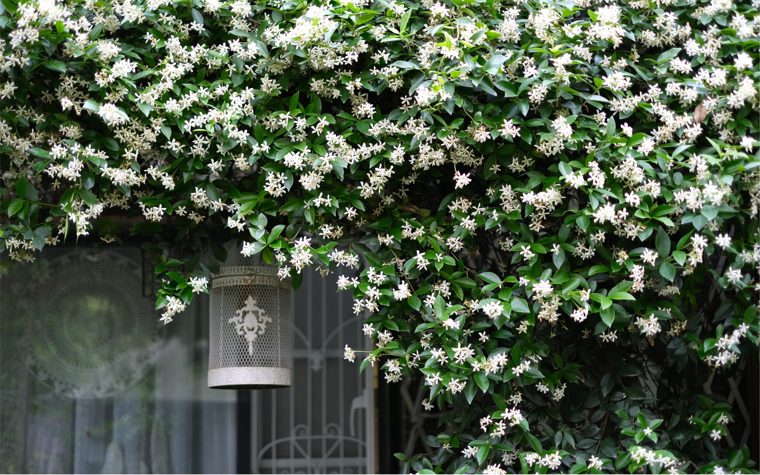 活动  风车茉莉|我家的绝美卧室窗景