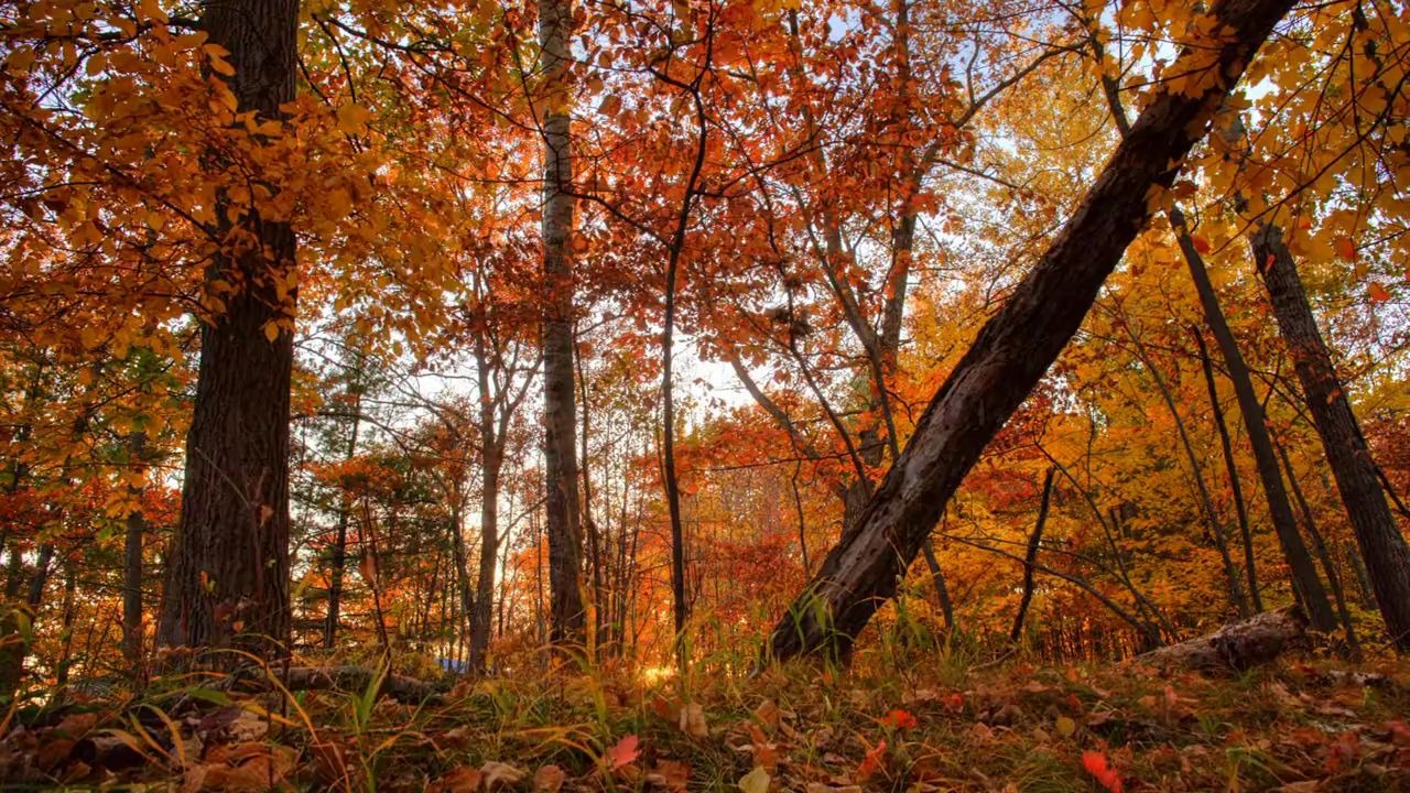 [图]【视频素材】Autumn Skies秋天枫叶的星空阳光透过枫树林延时摄影