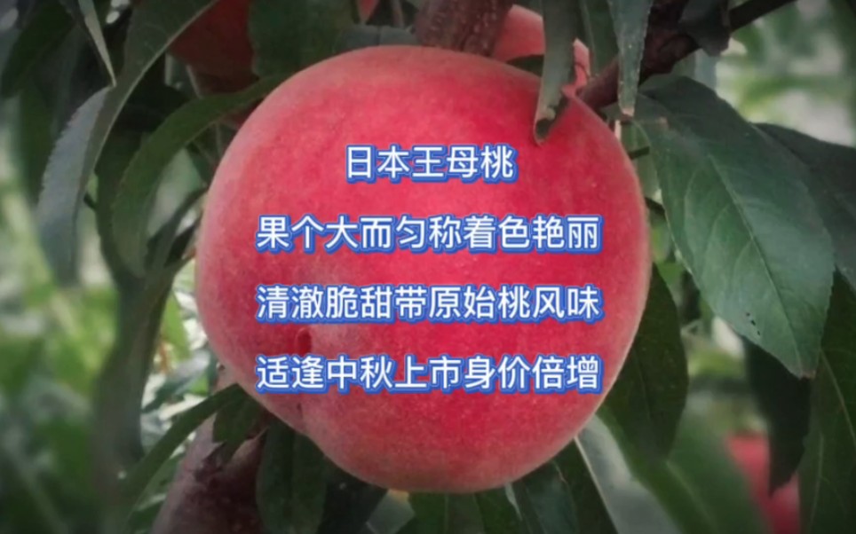 日本王母桃,集颜值、口感、个头、丰产性于一体的晚熟桃新品种.哔哩哔哩bilibili