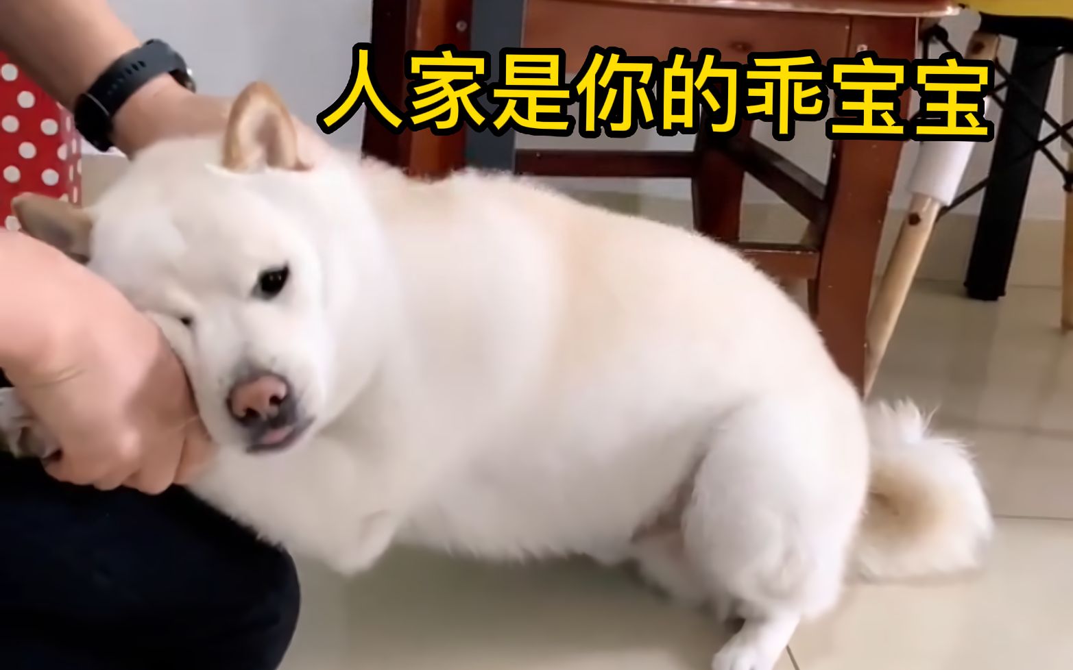 [图]“ 忠 犬 八 嘎 ”