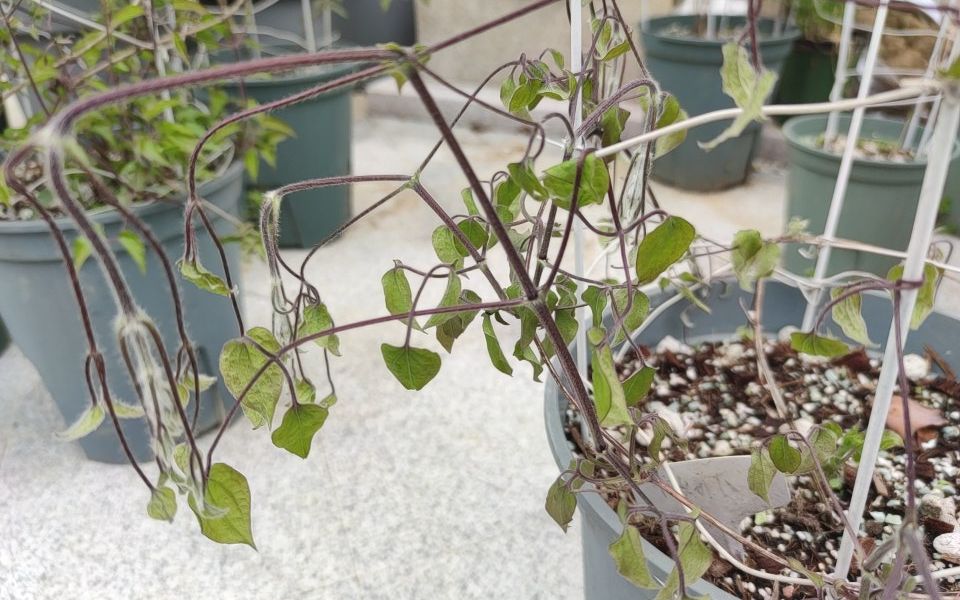 理论向~来看看铁线莲枯萎病~_哔哩哔哩_bilibili