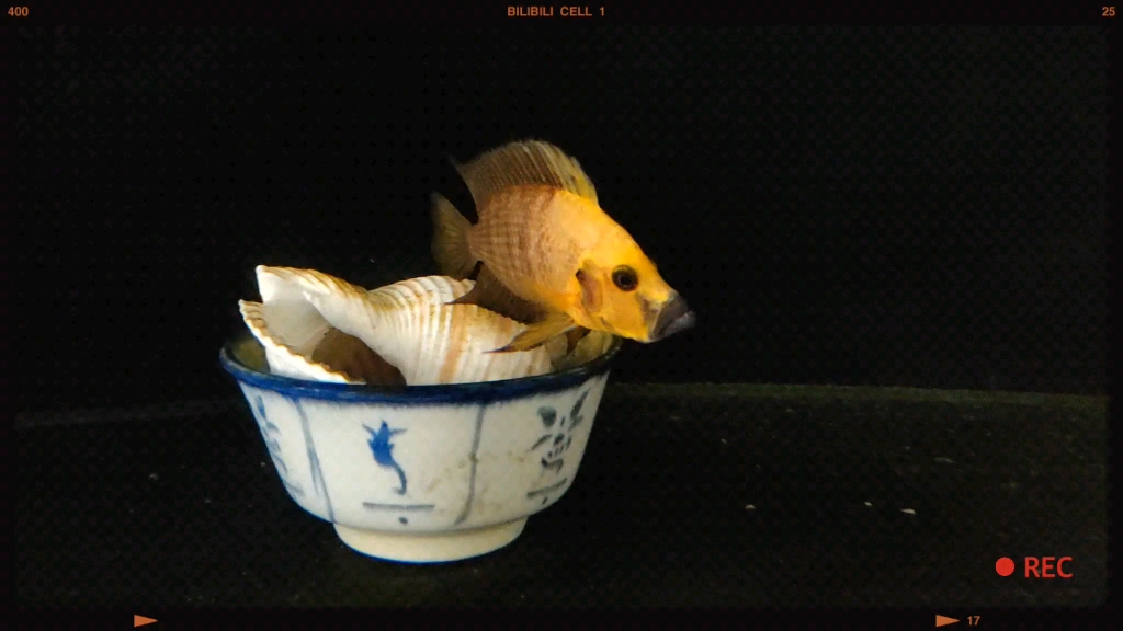 金头虎 三湖慈鲷