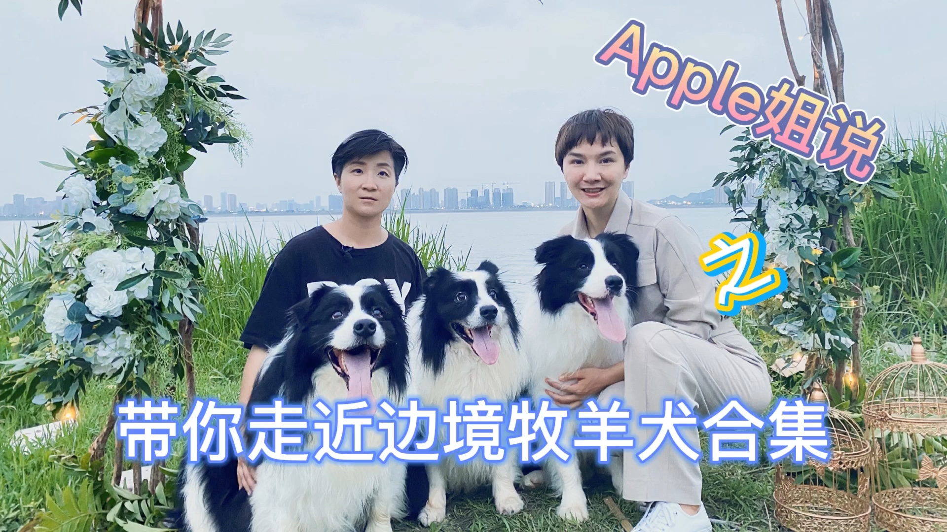 边境牧羊犬全集~明天apple姐说更新哔哩哔哩bilibili