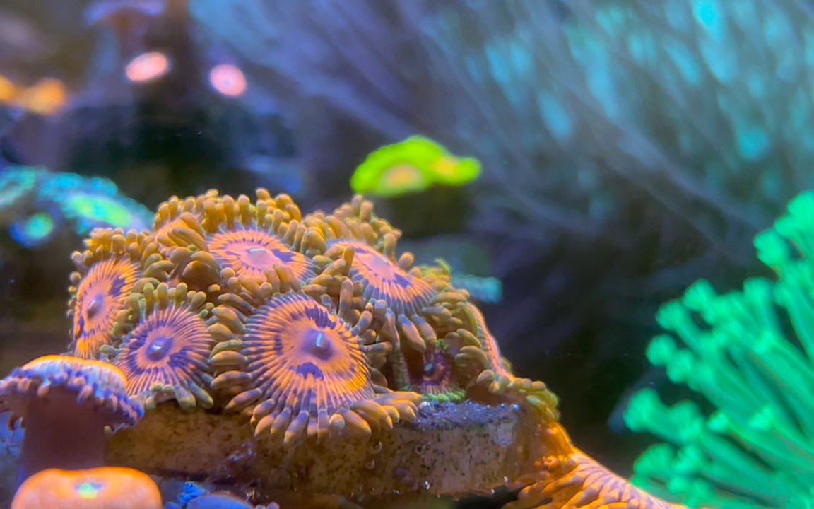 向日葵-纽扣珊瑚