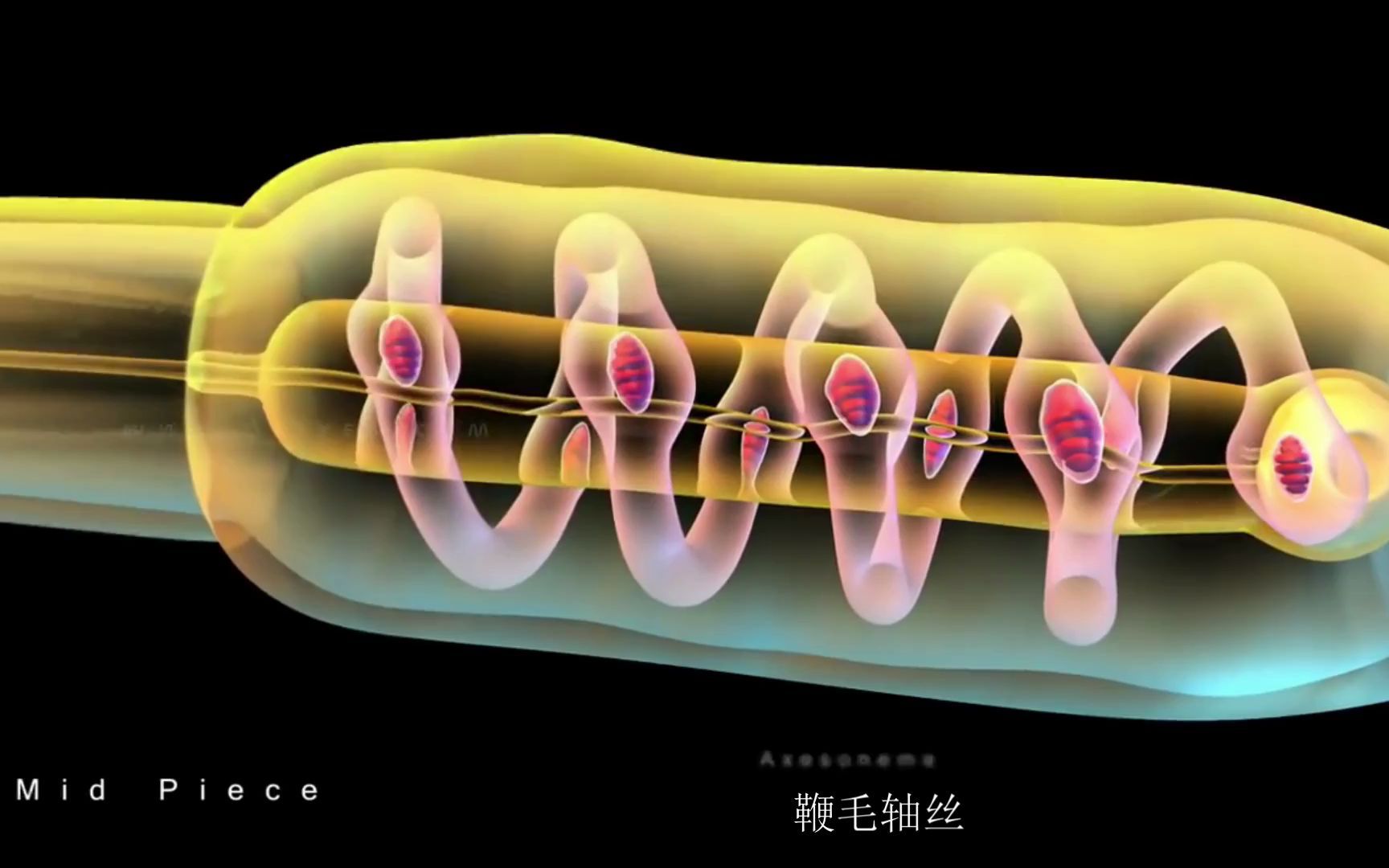 科幻感十足!精子结构精彩片段!哔哩哔哩bilibili