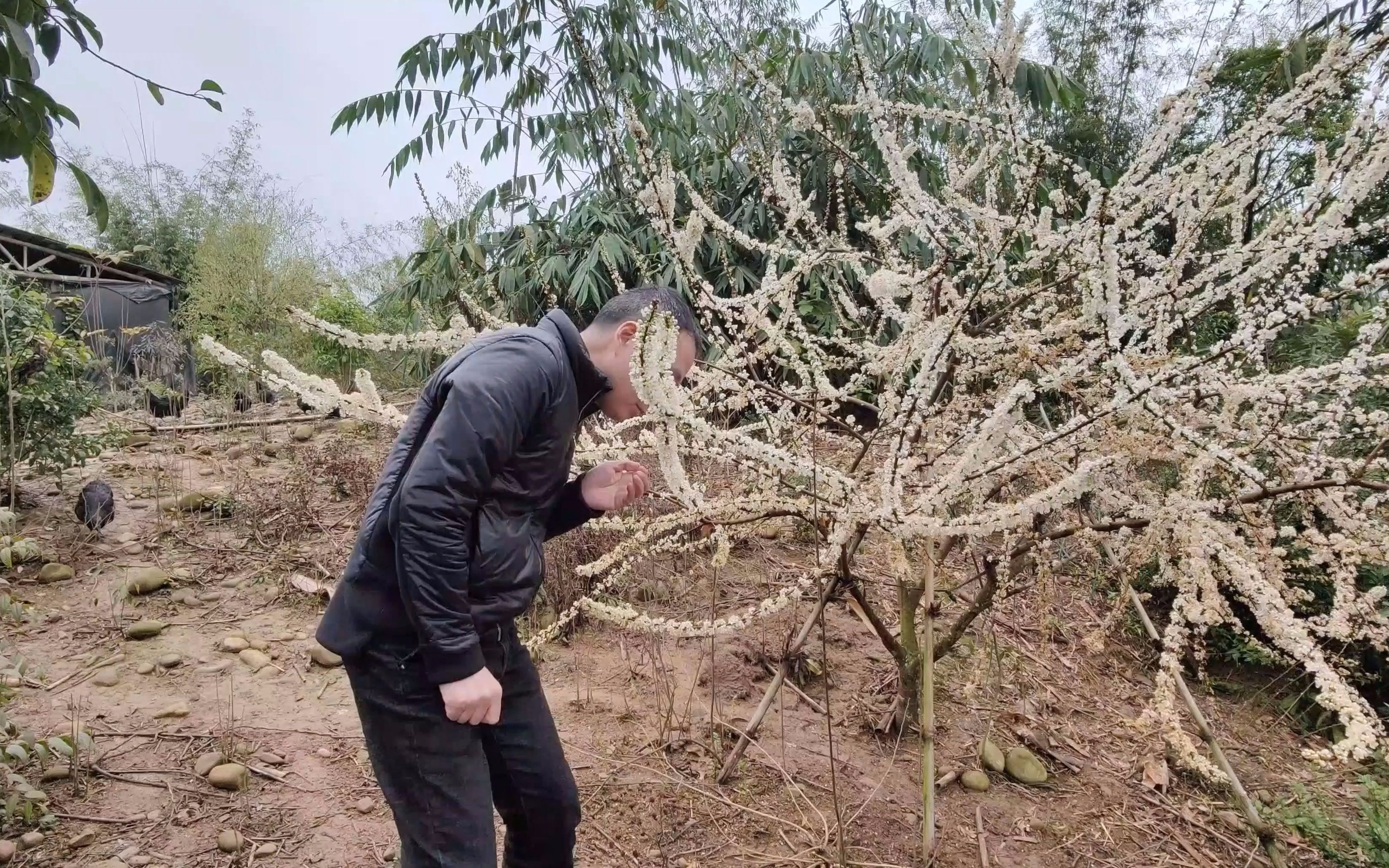 [图]春天的山林，是啥花开的这么灿烂？真羡慕土鸡们生活的地方