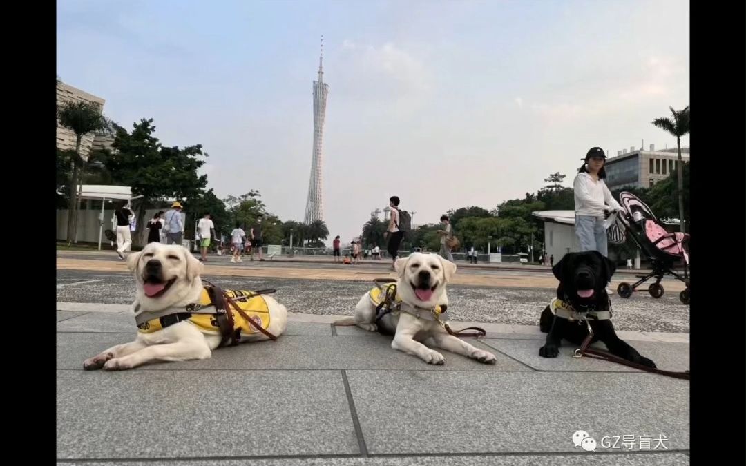 导盲犬如何上厕所哔哩哔哩bilibili