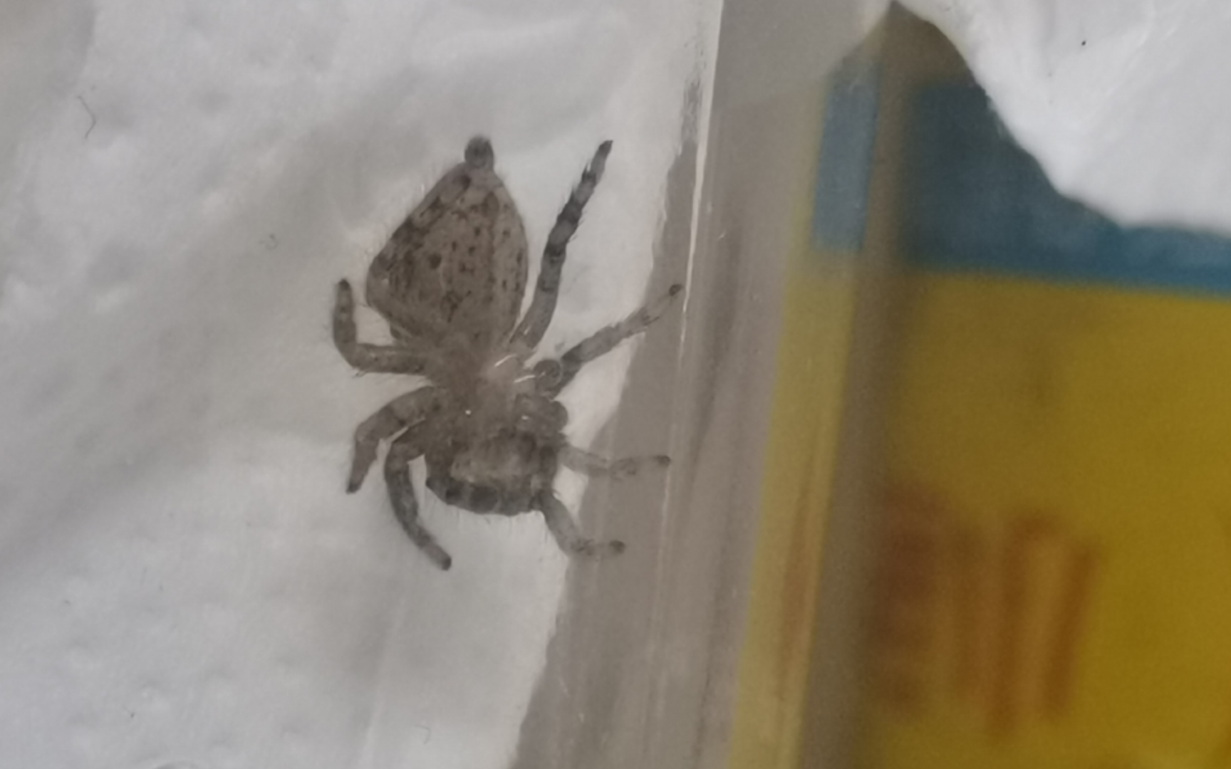 【普通节肢类】褐条斑蝇虎猎杀安德逊蝇虎