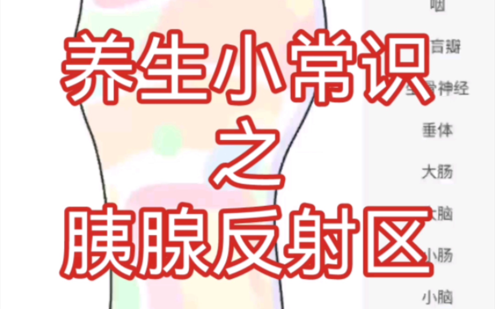 养生小常识之胰腺反射区