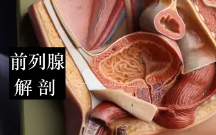 Скачать видео: 【解剖】前列腺 Prostate gland