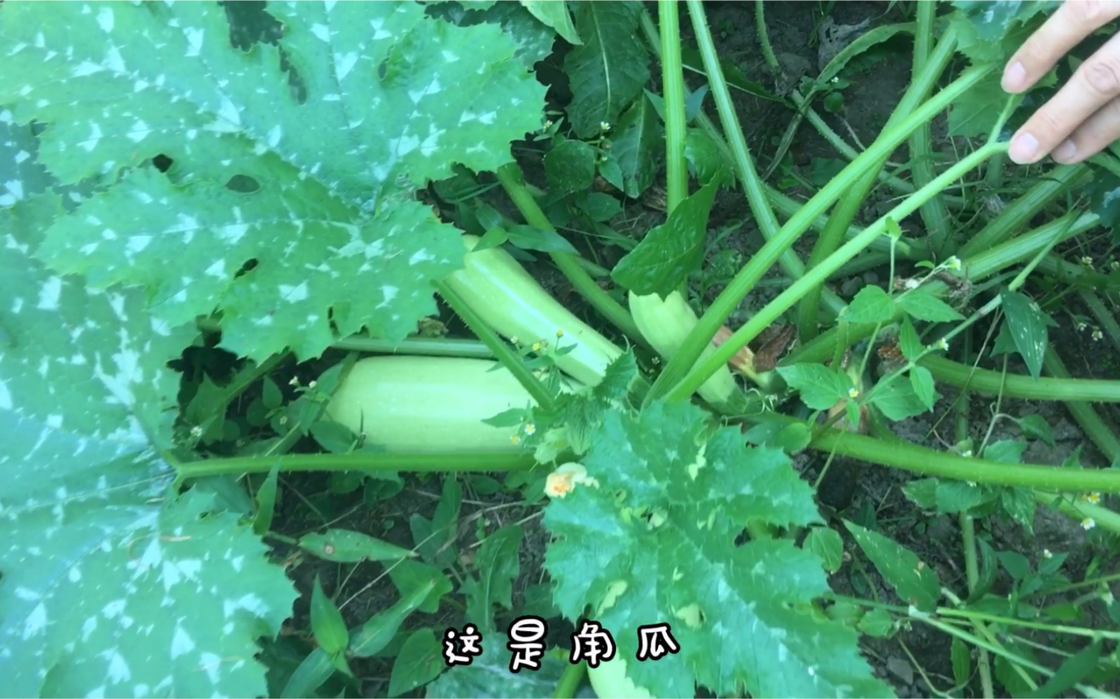 【日常】带妹妹去摘蓝莓 豆角 角瓜 冬瓜_哔哩哔哩_bilibili