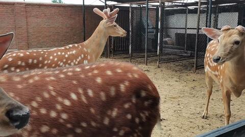 鹿九州鹿业 工序虽繁必不敢省人工原料虽贵必不敢降品质 哔哩哔哩