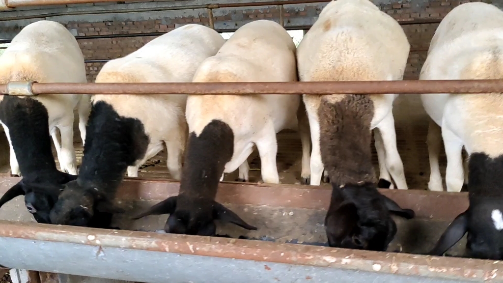 纯种杜泊羊和多胎小尾寒羊杂交改良的优点