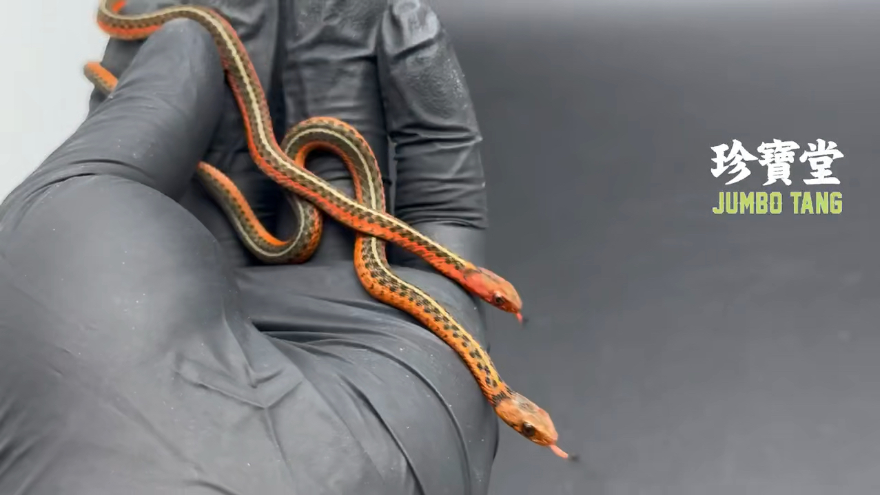 超级火红 来力 烈焰束带蛇