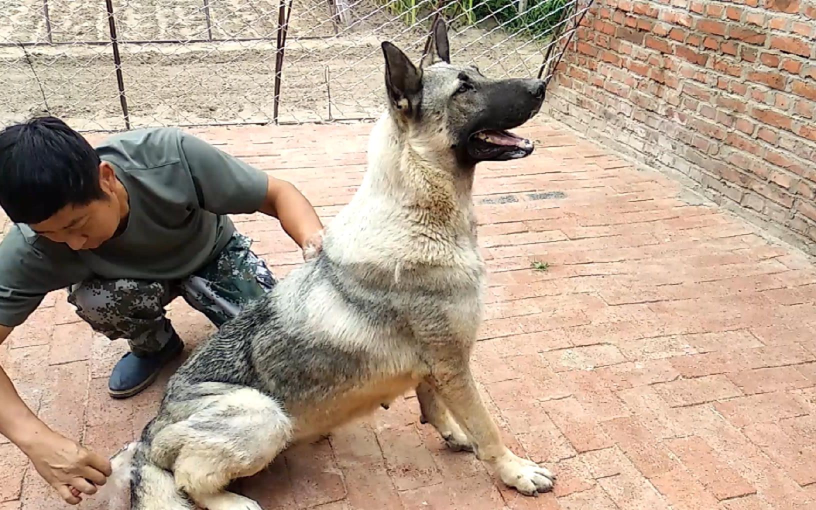 给卡斯罗,狼毛青减肥,看着怎么越减越肥啊,给他们吃黄瓜减肥吗